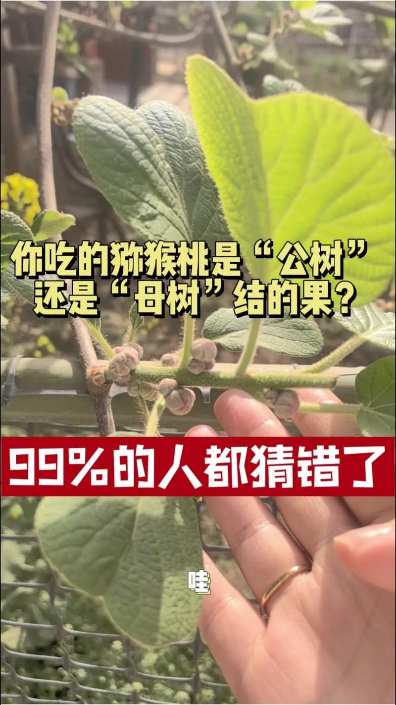 软枣猕猴桃公树结果吗?正确配置雌雄株是坐果核心关键 不开花不结果的常见原因与解决方案