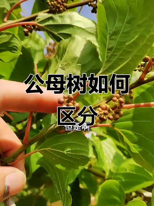 软枣猕猴桃公树结果吗?正确配置雌雄株是坐果核心关键 常见问题FAQ