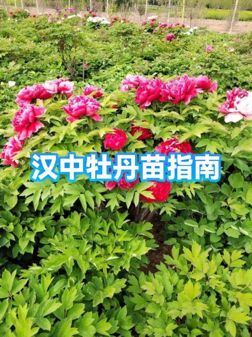 五年的牡丹苗多少钱?2026年牡丹苗木价格参考与选购指南 七、选购询价指南