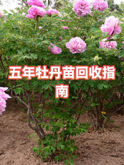五年的牡丹苗多少钱?2026年牡丹苗木价格参考与选购指南 六、五年牡丹苗参考价格表