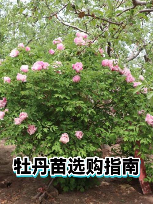 五年的牡丹苗多少钱?2026年牡丹苗木价格参考与选购指南 FAQ