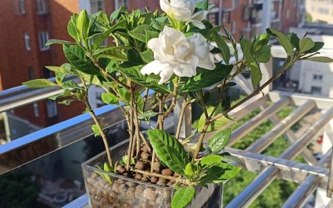 栀子花可以晒太阳吗？全光照与散射光的科学管理指南