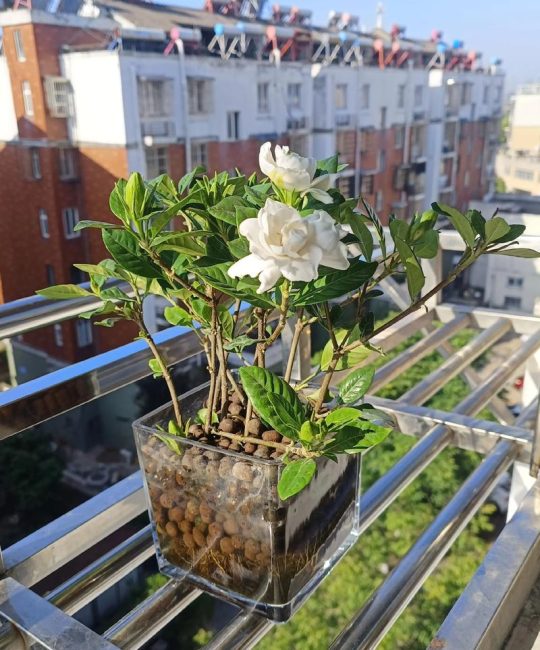 栀子花可以晒太阳吗？全光照与散射光的科学管理指南