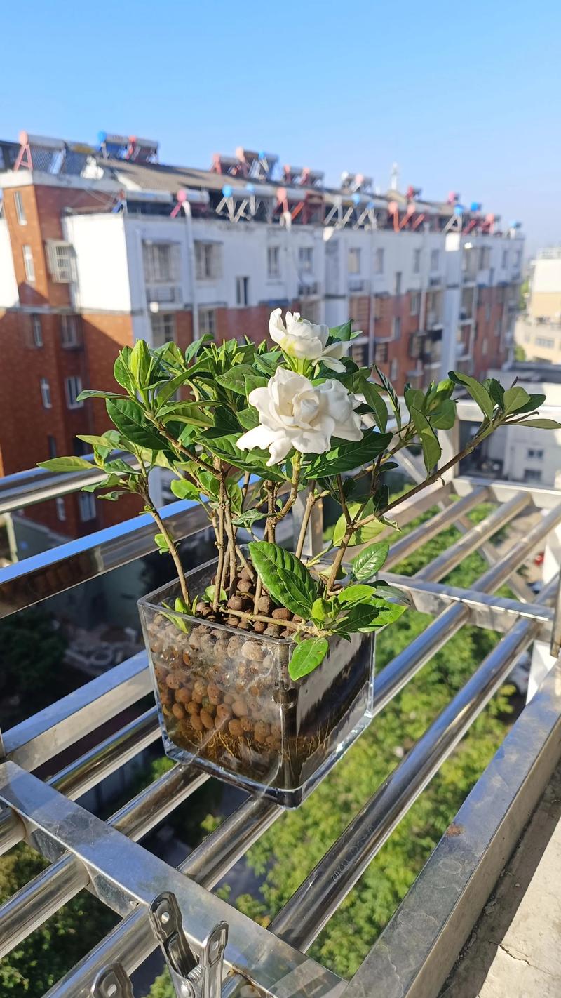 栀子花可以晒太阳吗？全光照与散射光的科学管理指南