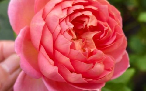 月季花越开越小是什么原因？月季花变小怎么办？