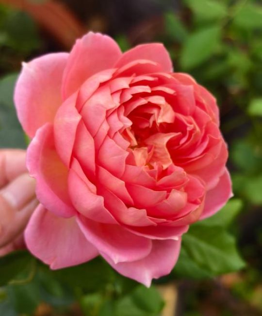月季花越开越小是什么原因？月季花变小怎么办？