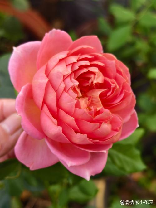 月季花越开越小是什么原因？月季花变小怎么办？