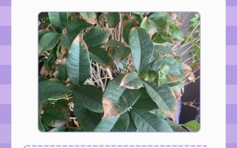 桂花树叶子发黄干枯怎么办？4步精准排查与急救指南