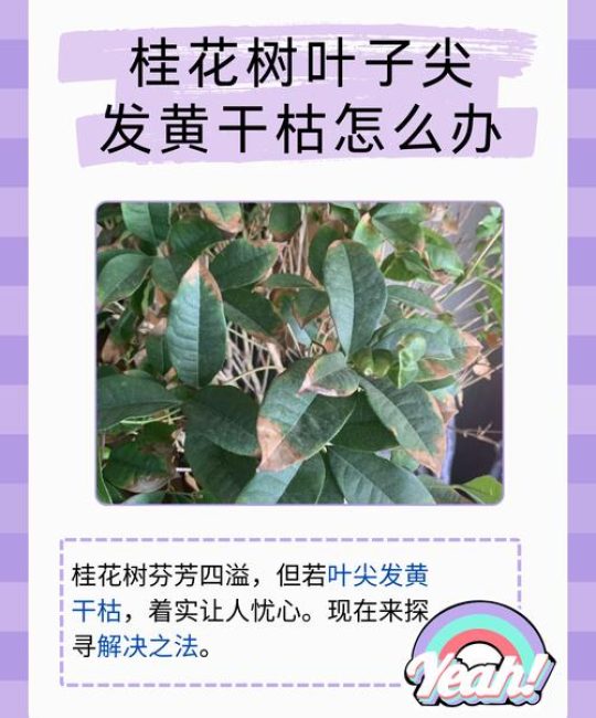 桂花树叶子发黄干枯怎么办？4步精准排查与急救指南