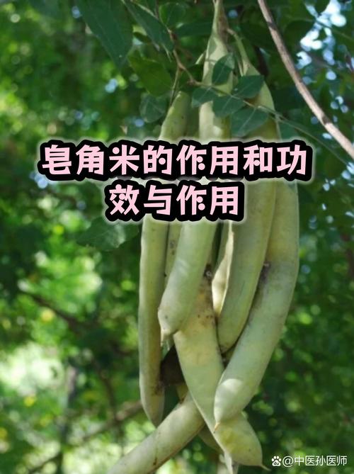 皂角米功效与作用:润肠通便的“植物燕窝”,食用禁忌与正确吃法全解析 皂角米功效与作用:润肠通便的“植物燕窝”,食用禁忌与正确吃法全解析