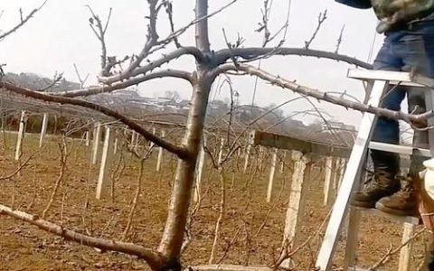 樱桃树必须拉枝：3步操作使产量提升40%