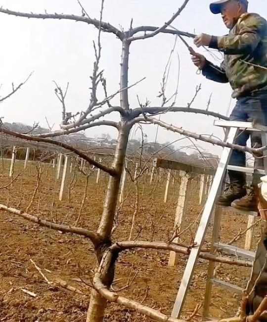 樱桃树必须拉枝：3步操作使产量提升40%