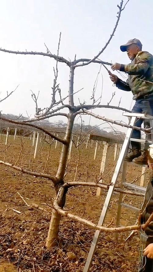 樱桃树必须拉枝:3步操作使产量提升40% 樱桃树必须拉枝:3步操作使产量提升40%