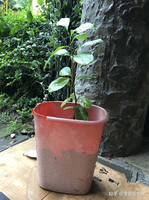 柚子树苗采购指南:如何通过可验证标准找到优质供应商 柚子树苗品种真实性核查