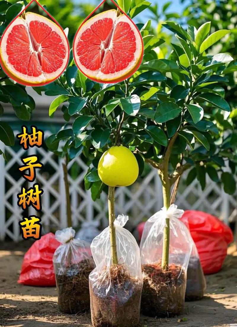柚子树苗采购指南:如何通过可验证标准找到优质供应商 总结:采购柚子树苗的五步核查清单