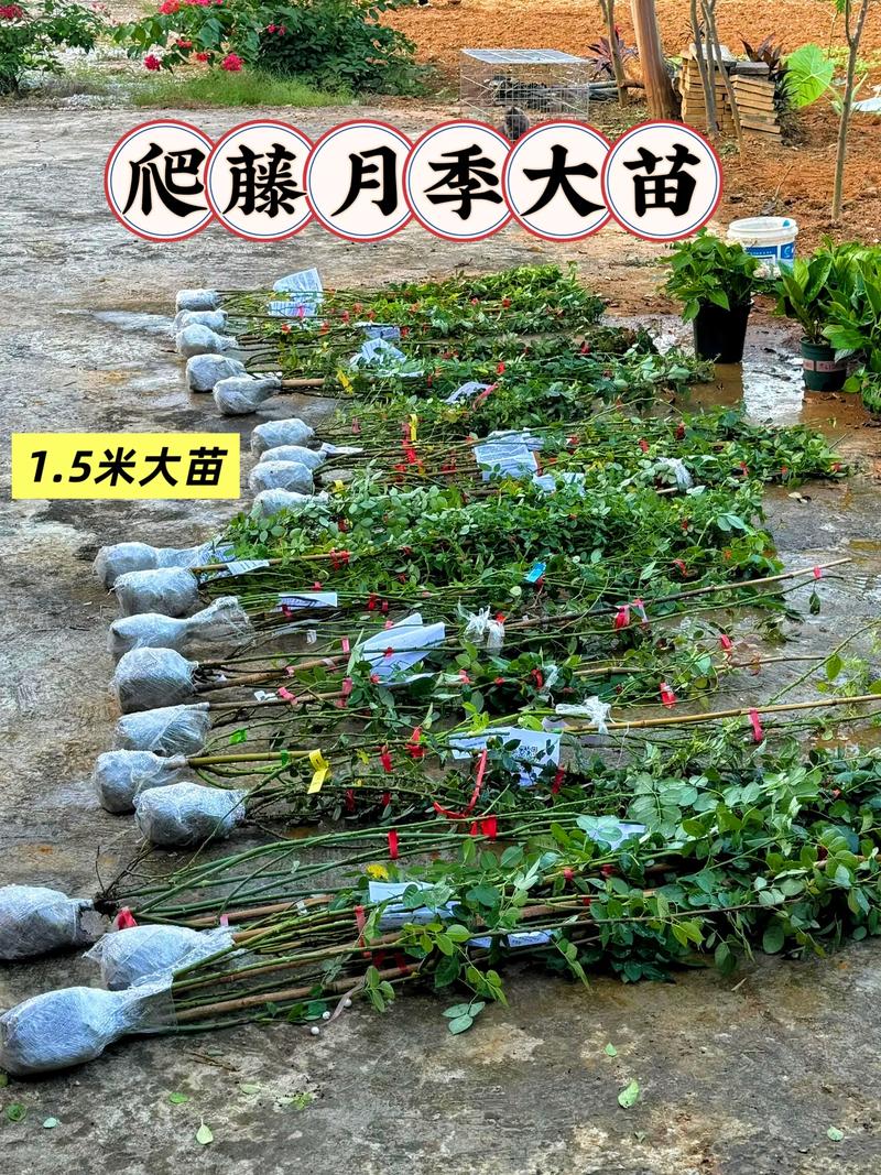 月季种苗多少钱?2026年最新价格区间与5大影响因素全解析 详细价格参考表(2026年常见月季品种)