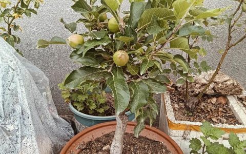 庭院/家里种什么果树最旺宅？科学选种与安全种植指南