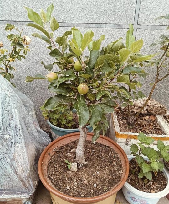庭院/家里种什么果树最旺宅？科学选种与安全种植指南