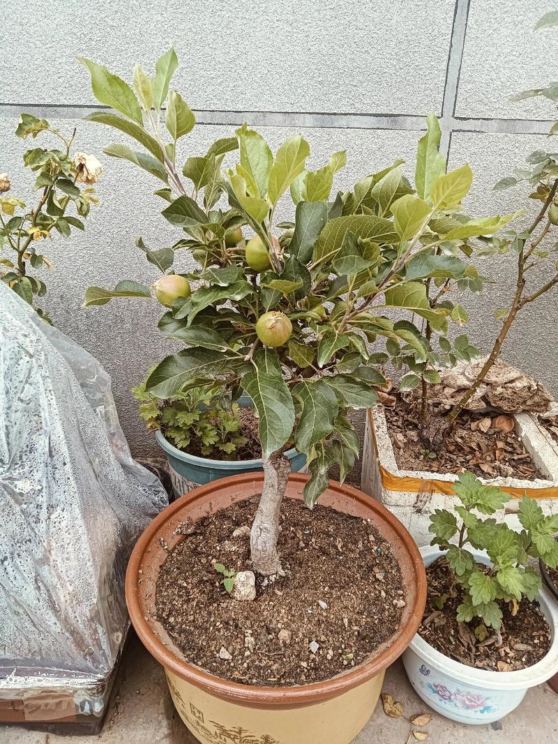 庭院/家里种什么果树最旺宅?科学选种与安全种植指南 庭院/家里种什么果树最旺宅?科学选种与安全种植指南