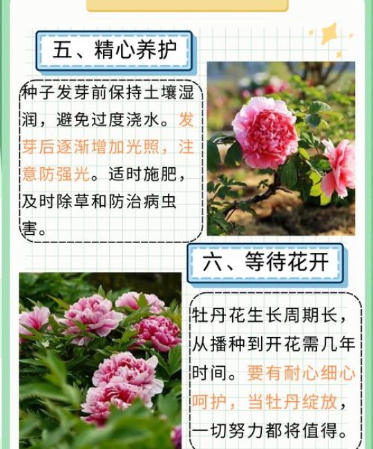 牡丹花种子什么时间播种为好？掌握黄金窗口，出苗率翻倍