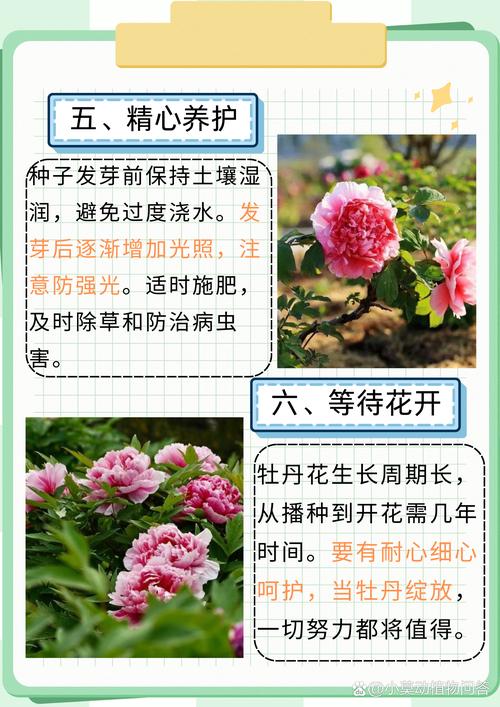 牡丹花种子什么时间播种为好？掌握黄金窗口，出苗率翻倍
