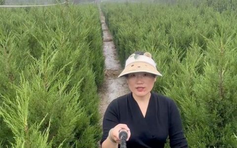 塔柏苗去哪里买？采购指南与技术参数详解