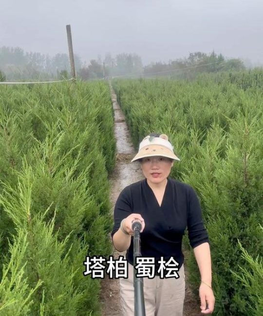 塔柏苗去哪里买？采购指南与技术参数详解