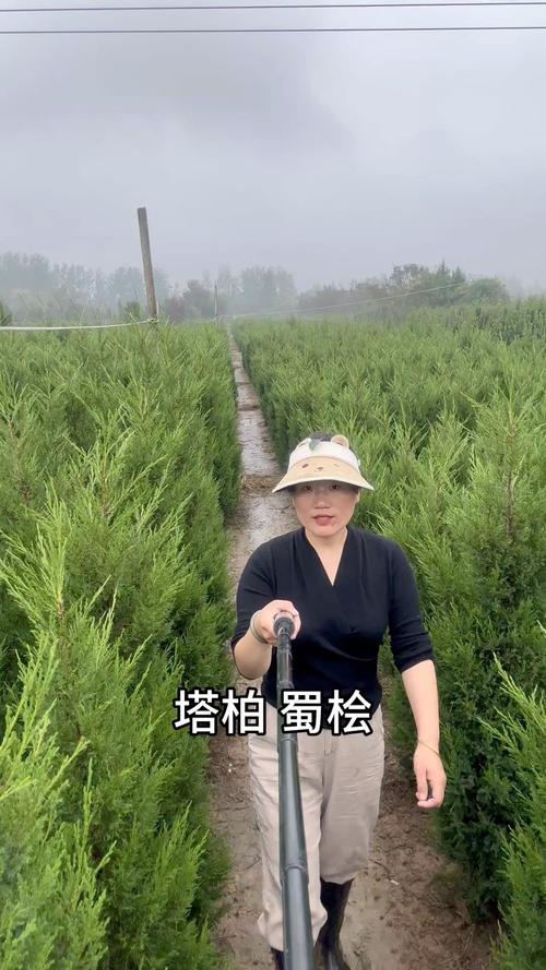 塔柏苗去哪里买?采购指南与技术参数详解 塔柏工程用苗规格与苗木产地采购标准