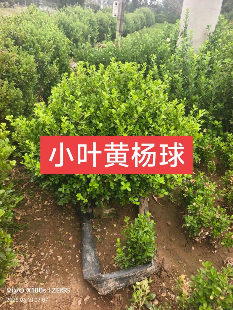 塔柏苗去哪里买?采购指南与技术参数详解 塔柏造型苗修剪工艺与培育周期
