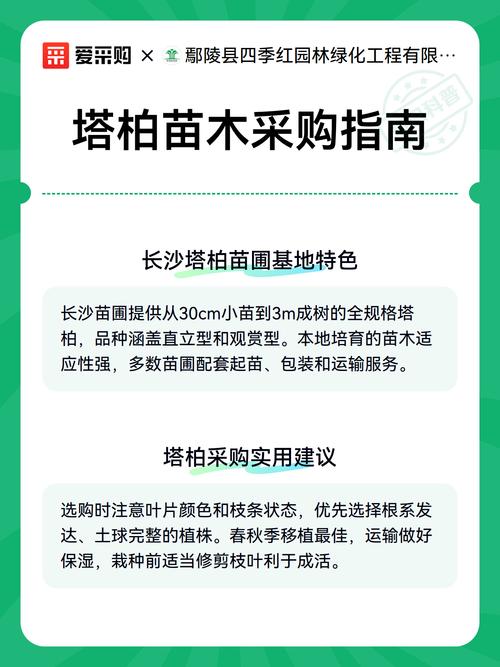 塔柏苗去哪里买?采购指南与技术参数详解 塔柏与其他柏科绿篱品种的工程应用对比
