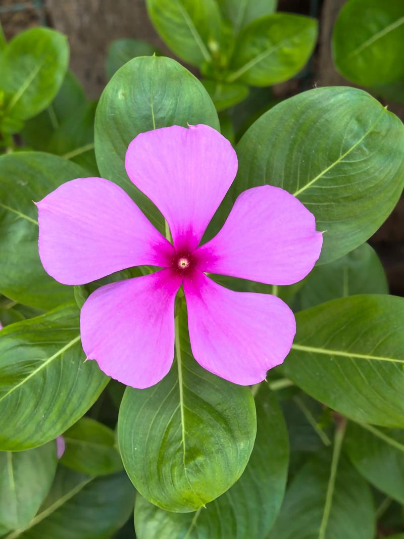 长春花属于什么科?从植物学分类到盆栽养护的全面解析 长春花属于什么科?从植物学分类到盆栽养护的全面解析
