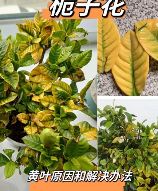 栀子花叶子发黄怎么办？5大原因及解决方法