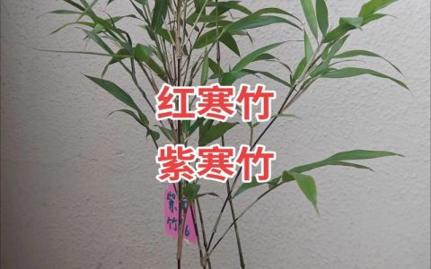 北方庭院冬季不枯黄！这5种耐寒竹子品种对比与选择指南
