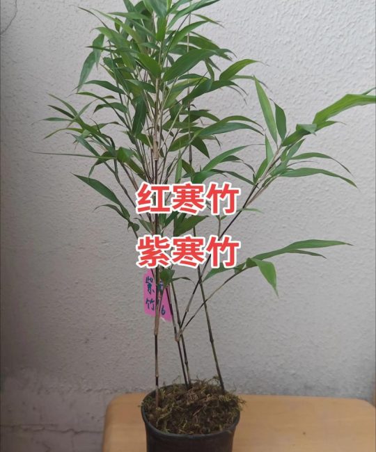 北方庭院冬季不枯黄！这5种耐寒竹子品种对比与选择指南