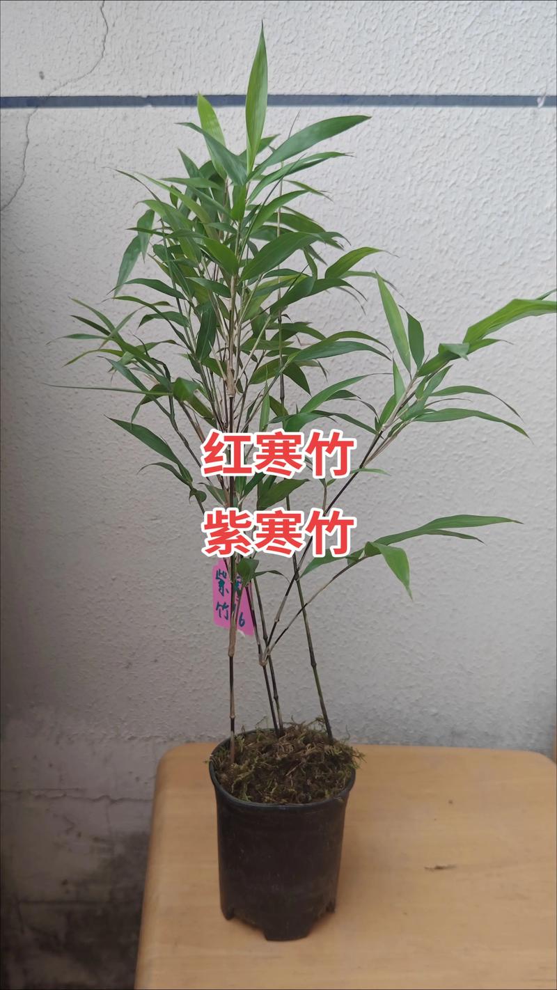北方庭院冬季不枯黄!这5种耐寒竹子品种对比与选择指南 一、5种耐寒竹品种核心对比表