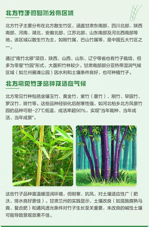 北方庭院冬季不枯黄!这5种耐寒竹子品种对比与选择指南 三、场景化选择建议