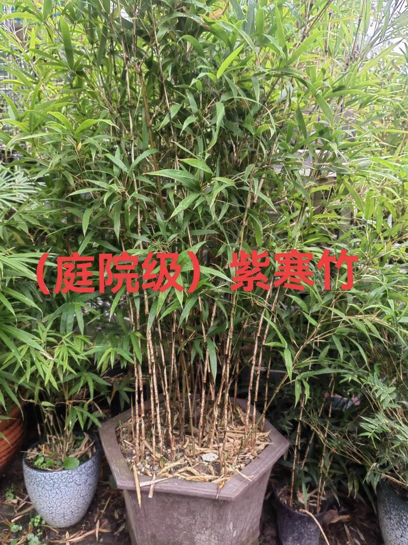 北方庭院冬季不枯黄!这5种耐寒竹子品种对比与选择指南 二、南北种植差异化建议