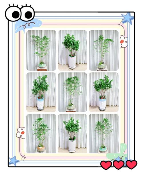 北方庭院冬季不枯黄!这5种耐寒竹子品种对比与选择指南 结语