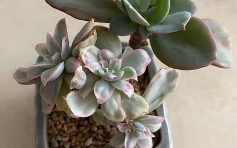 多肉属于绿植吗？揭开多肉植物与绿植的真相