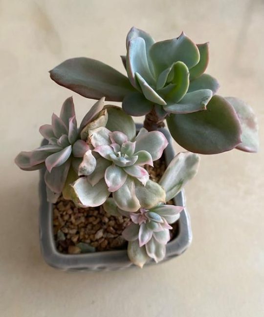 多肉属于绿植吗？揭开多肉植物与绿植的真相