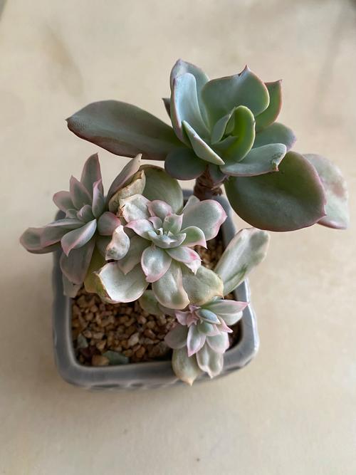 多肉属于绿植吗?揭开多肉植物与绿植的真相 从植物学定义看:多肉是绿植的“近亲”