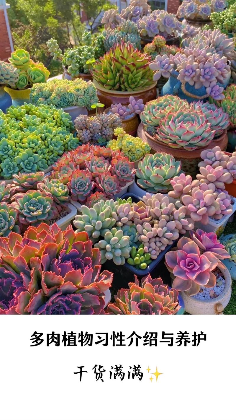 多肉属于绿植吗?揭开多肉植物与绿植的真相 结语