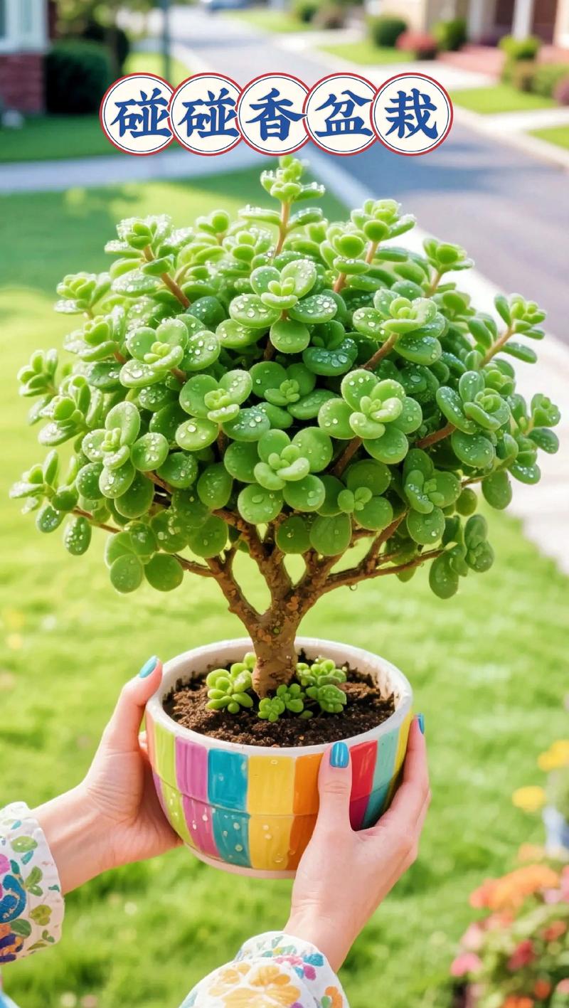 多肉属于绿植吗?揭开多肉植物与绿植的真相 多肉与普通绿植的三大区别
