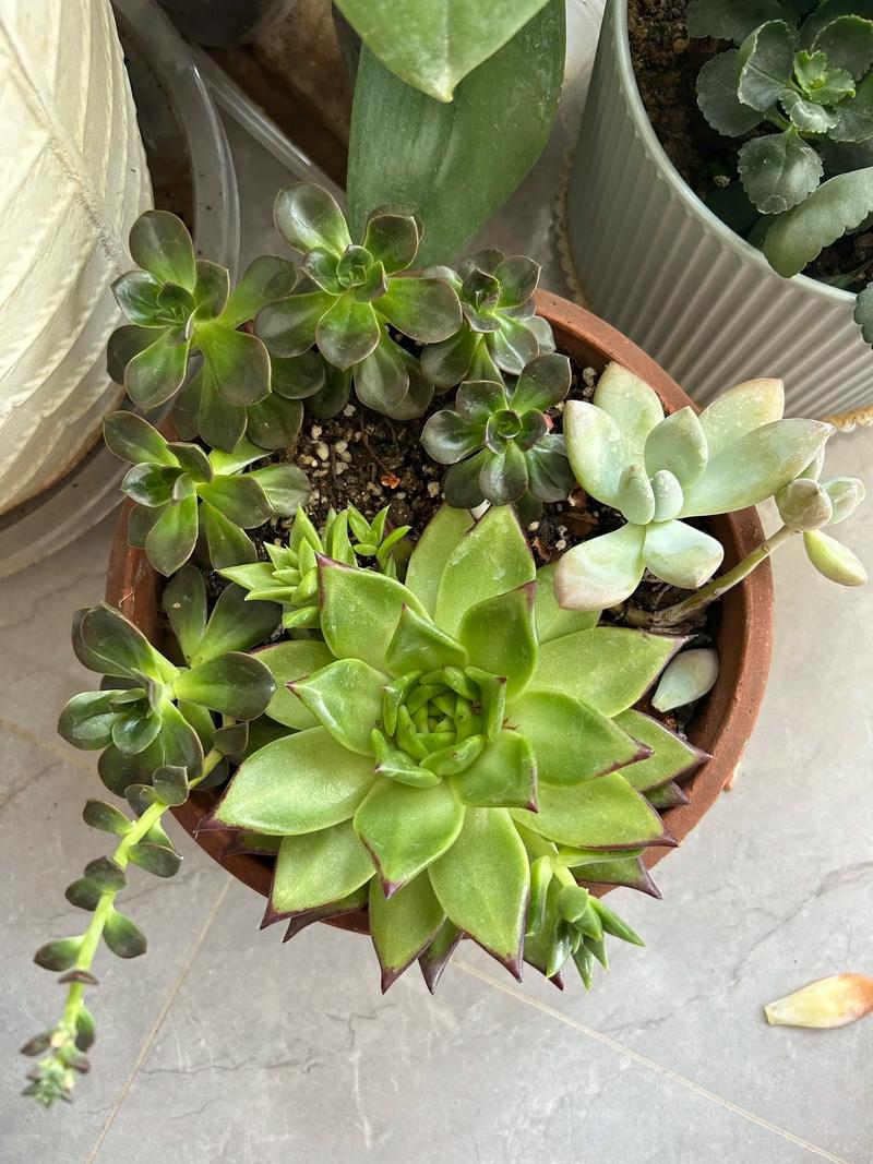 多肉属于绿植吗?揭开多肉植物与绿植的真相 实用建议:如何正确养护“多肉绿植”?