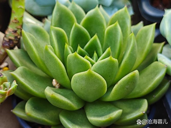 多肉属于绿植吗?揭开多肉植物与绿植的真相 为什么会有“多肉不是绿植”的错觉?
