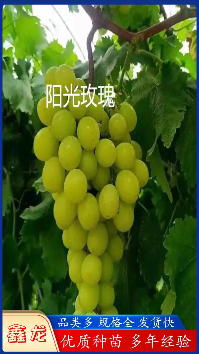 玫瑰葡萄苗在哪里出售?——从品种甄别到供应链审计的完整采购指南 苗木规格与质量:嫁接口、根系、苗龄三关