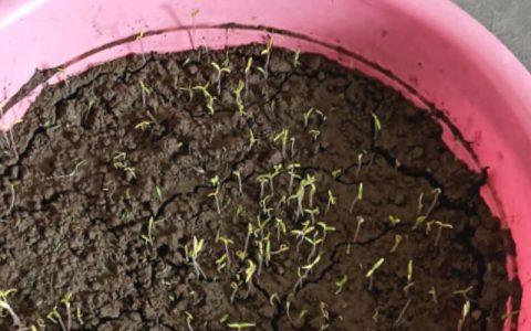 从种子到幼苗：番茄苗的完整形态识别指南