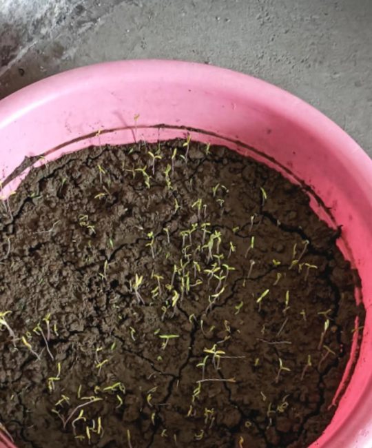 从种子到幼苗：番茄苗的完整形态识别指南