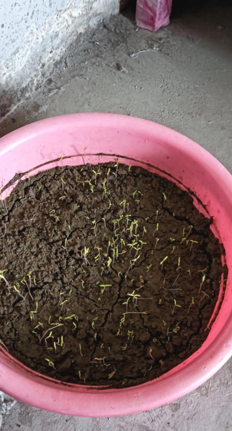 从种子到幼苗:番茄苗的完整形态识别指南 从种子到幼苗:番茄苗的完整形态识别指南