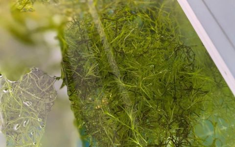 竹节草（西湖水竹）水草养殖全指南：从种植到水质净化